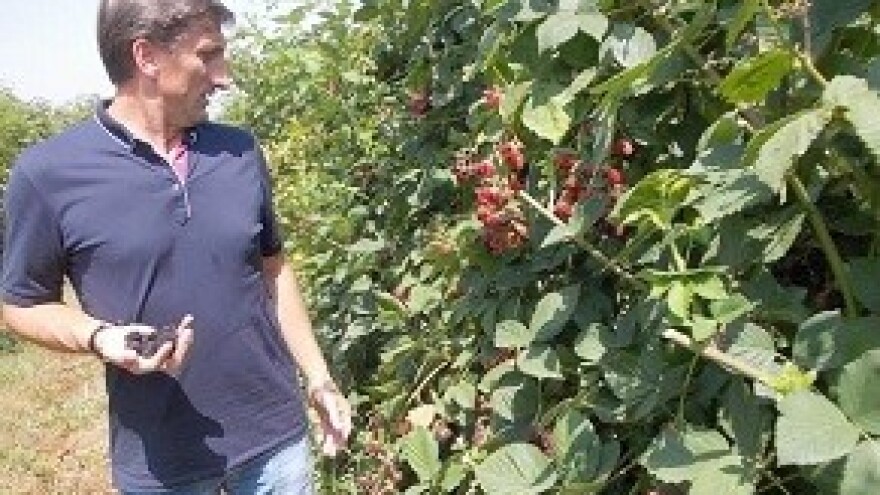 Kupinovo eko-vino iz Slavonije