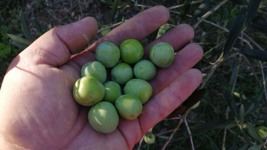 Buhavica - autohtona maslina otoka Brača gdje se uzgaja već 300 godina