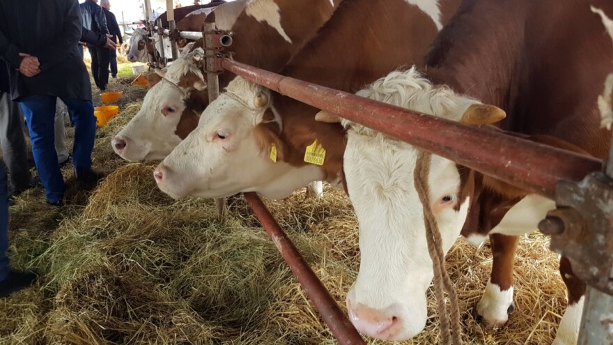 Gračanica sprema pozornicu za izložbu najboljih krava, junica, teladi...