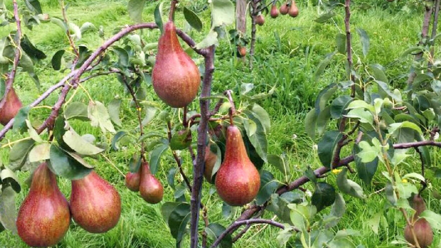 Nova crvena sorta kruške osvaja tržište