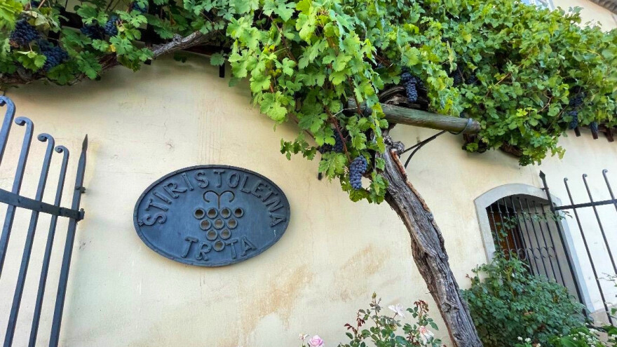 Najstarija vinova loza na svijetu - Stara trta ima više od 400 godina