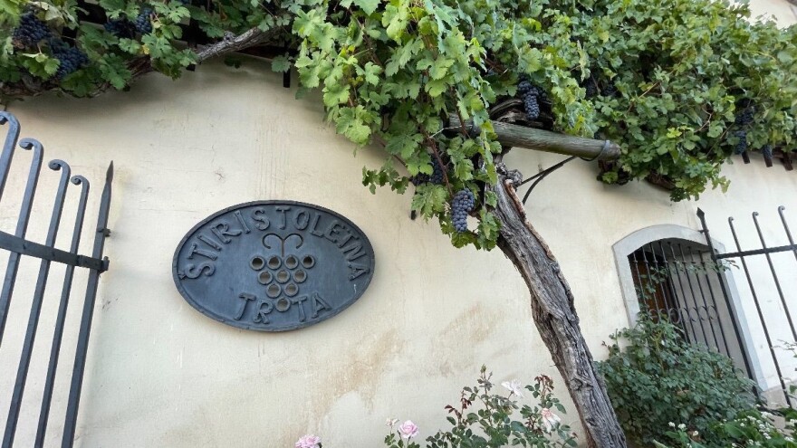 Najstarija vinova loza na svijetu - Stara trta ima više od 400 godina