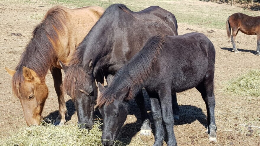 Bosanski brdski konj više nije ekstremno ugrožena vrsta - ima 283 grla u 8 država