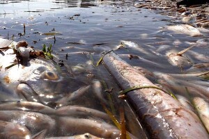 Tuže Španjolsku EK: Za pomor riba krive poljoprivredu