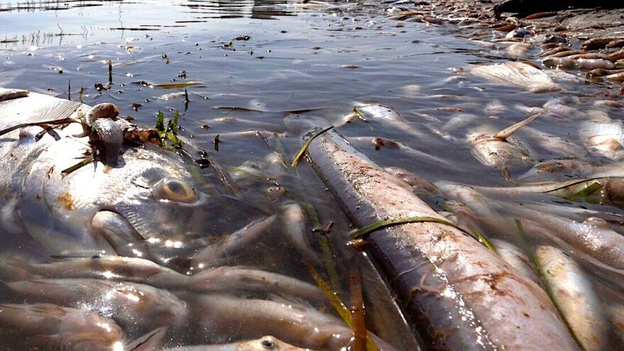 Tuže Španjolsku EK: Za pomor riba krive poljoprivredu