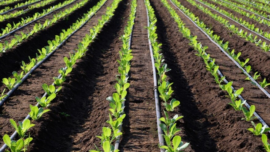 Kako izabrati odgovarajući sustav za navodnjavanje?