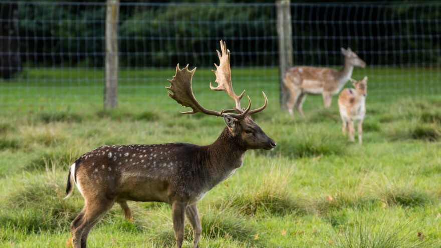 Upao u ograđenu nastambu, usmrtio i odnio jelena lopatara