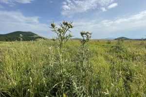 Udruga krški pašnjaci: Hrvatska je zbog nerada administracije izgubila desetke milijuna eura