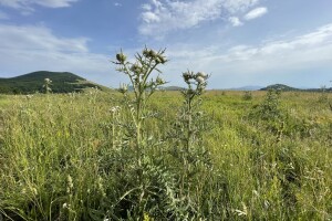 Udruga krški pašnjaci: Hrvatska je zbog nerada administracije izgubila desetke milijuna eura
