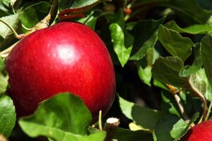Cosmic Crisp osvaja svijet: Nova sorta jabuke u hladnjaku traje i do godinu dana