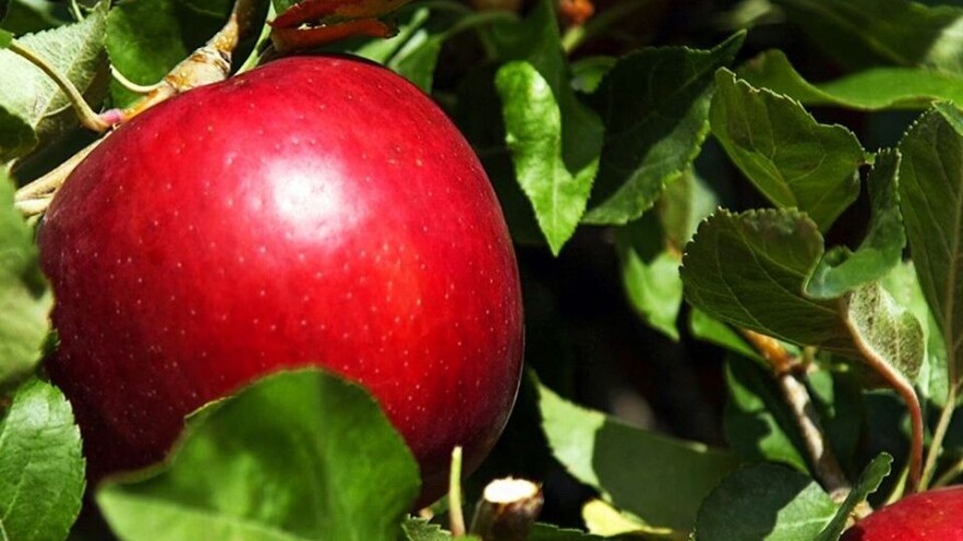 Cosmic Crisp osvaja svijet: Nova sorta jabuke u hladnjaku traje i do godinu dana