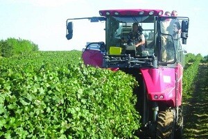 Suvremena berba u Erdutskim vinogradima