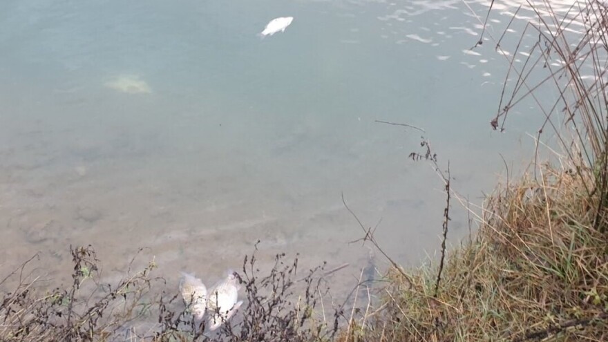 Veliki pomor ribe u jezeru Vrapčići - uzrok deponija Uborak?