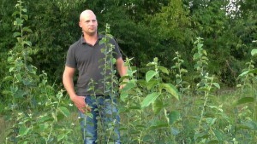 30 tisuća sadnica kruške unatoč sušnoj godini!