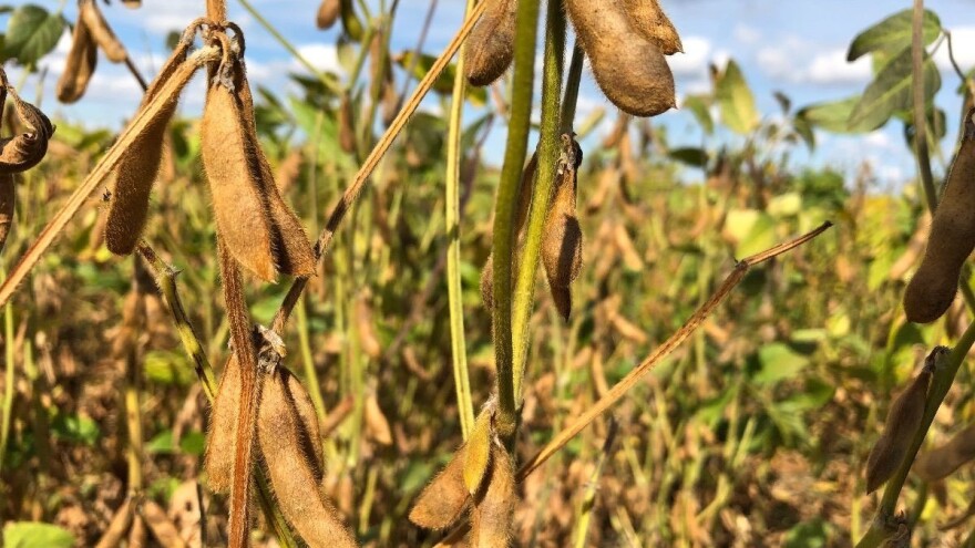 Cijena soje 20 do 30 lipa viša nego prošle godine, urod nešto lošiji