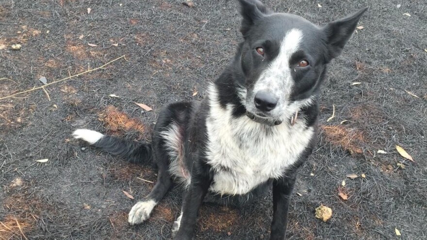 Hrabra kujica spasila stado ovaca i cijelo imanje od požara