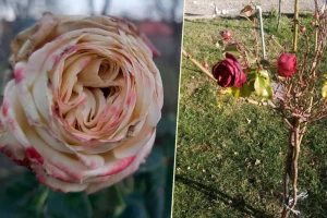 Za Nikoljdan procvetale ruže u Šumadiji