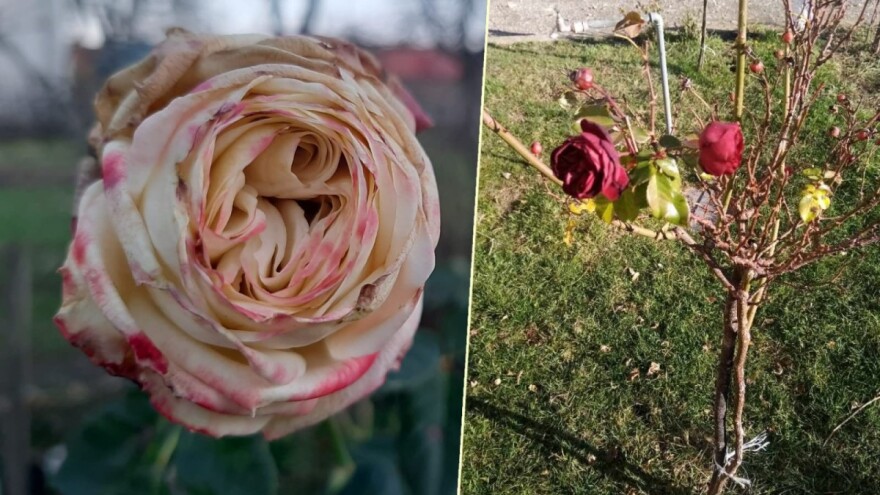 Za Nikoljdan procvetale ruže u Šumadiji