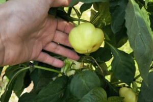 Krenula berba paprike na slavonskim poljima: Urod obećava, a cijena?