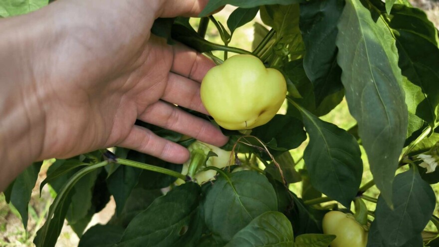 Krenula berba paprike na slavonskim poljima: Urod obećava, a cijena?