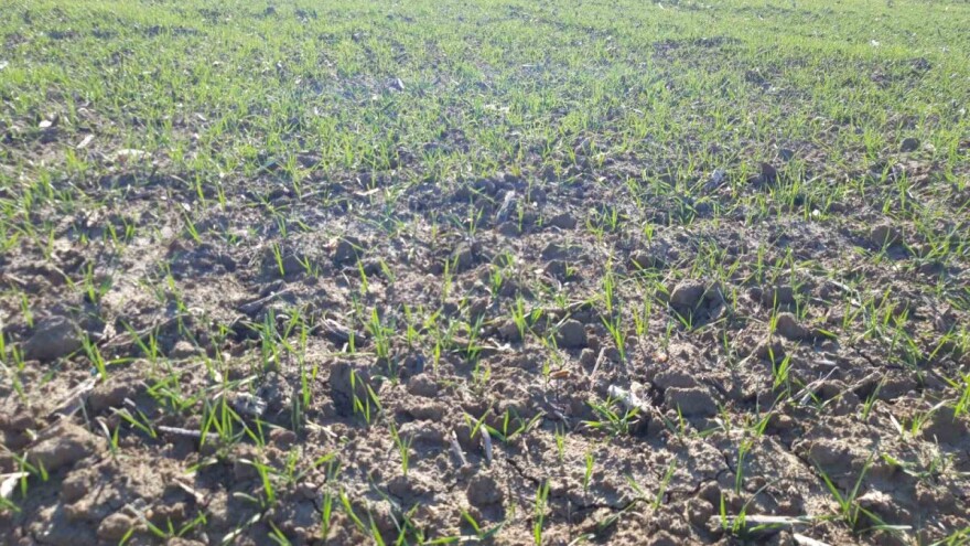 Ratari u iščekivanju kiše - kada će pasti?