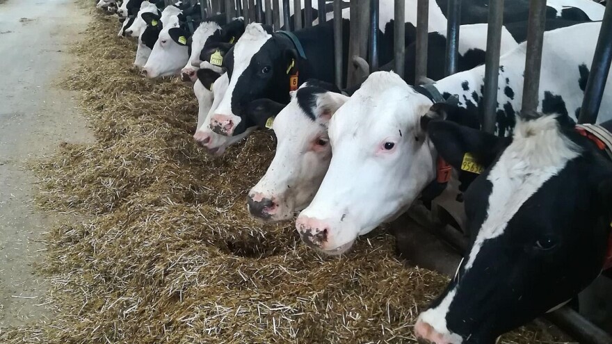 Kvalitetan obrok po meri krave za više mleka
