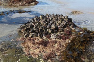 Kako do državne potpore za štete od ribljih predatora na uzgajalištima dagnji?