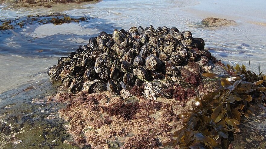 Kako do državne potpore za štete od ribljih predatora na uzgajalištima dagnji?