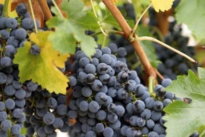 Vinarija KABOLA u istarskom Momjanu