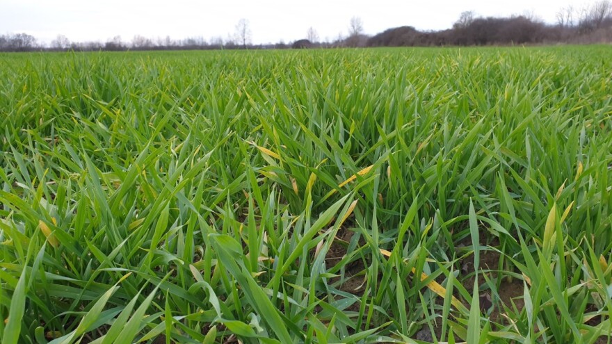 Kako spriječiti pojavu žute patuljavosti ječma