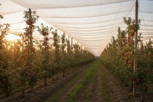 817 tisuća kuna iz IPARD-a za nasad jabuka