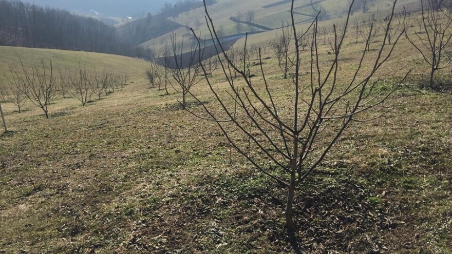 Trulež korena oraha u plantažnom uzgoju