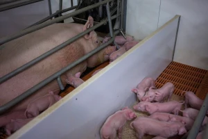 Mijenjaju pravilnik o veličini prasilišta - izlaze u susret farmerima