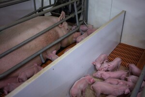 Mijenjaju pravilnik o veličini prasilišta - izlaze u susret farmerima