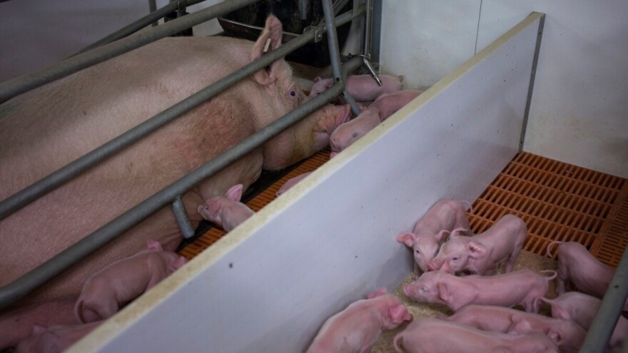 Mijenjaju pravilnik o veličini prasilišta - izlaze u susret farmerima