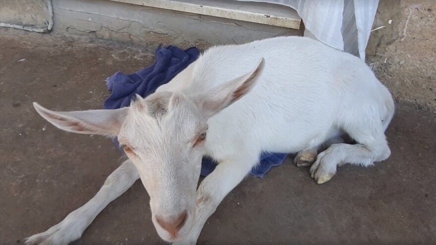 Uspješno završena potraga za kozom: Lily vraćena vlasniku Vedranu