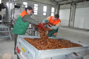 Hrvatske šume kreću s otkupom žira hrasta lužnjaka i kitnjaka