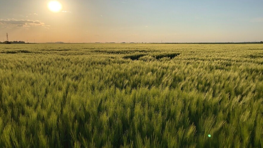 Ječam: Vrijeme je da se zaštite usjevi