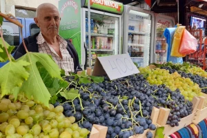 Glišići proizvode najteže grožđe - jedan grozd težak i preko tri kilograma