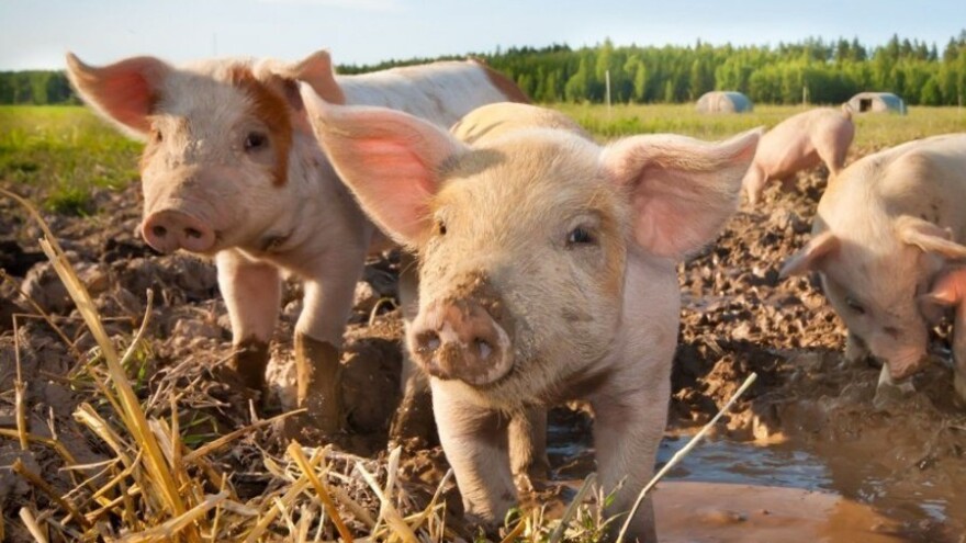 Livanjska regija na oprezu zbog afričke kuge: Šta je zabranjeno?