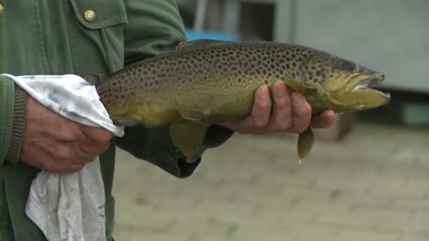 Nema polaganja ribičkih ispita - srami li se tko?