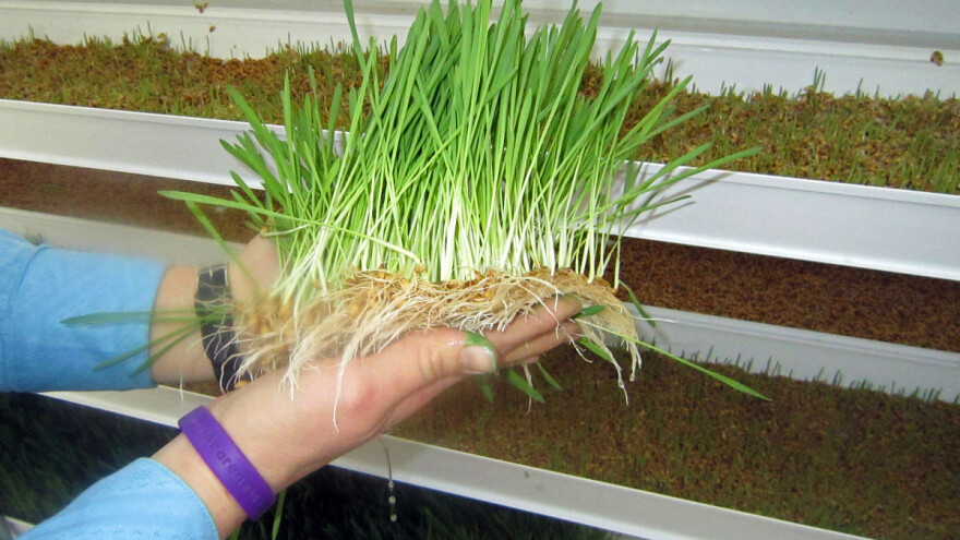 Hidroponski uzgoj ječma: Uz malo vode naraste za samo šest dana?