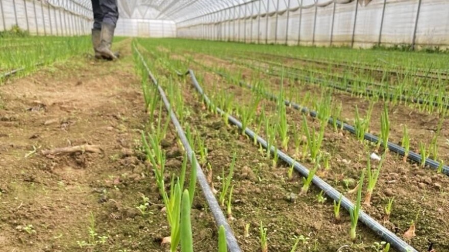 Njega i prihrana zimskih kultura u plasteniku bez grijanja