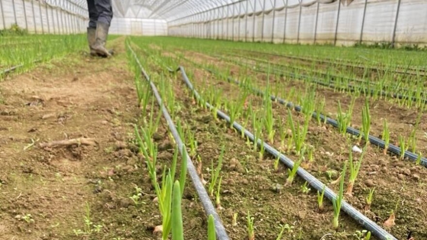 Njega i prihrana zimskih kultura u plasteniku bez grijanja