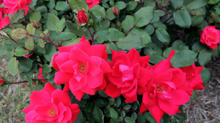 Talog kafe hrani biljke, ali i štiti od štetočina