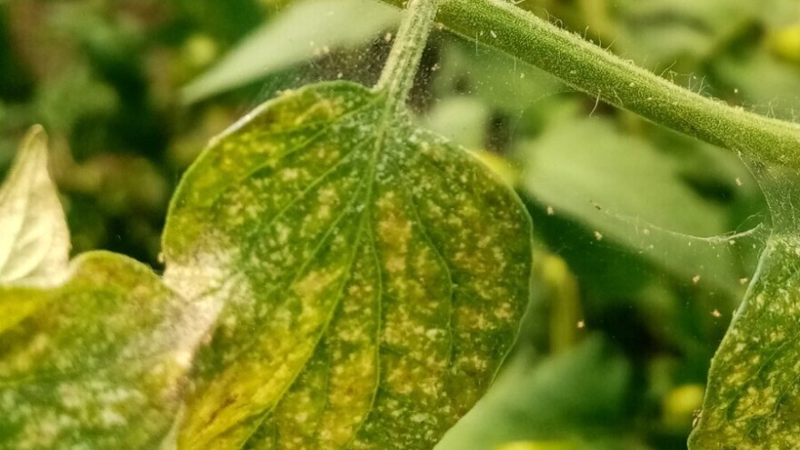 U tropskim uslovima biljkama prijete grinje. U suzbijanju pomaže i bijeli luk