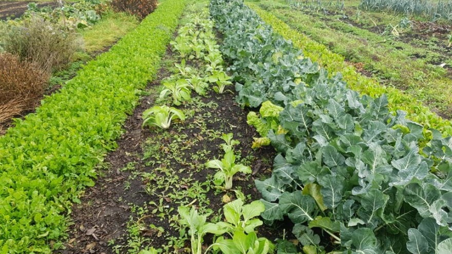 Prijavite se na seminar o zdravlju tla i naučite kako ga na potpuno prirodni način zaštititi