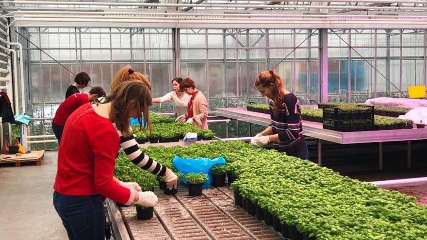 Kružno gospodarstvo – na krovu zgrade uzgajaju grgeče i povrće