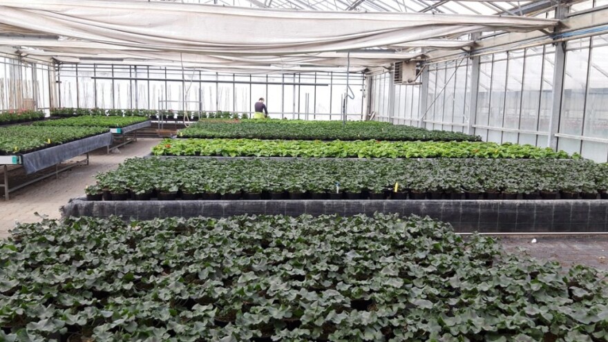 Proizvođači cvijeća pred zidom, propada cijela branša?