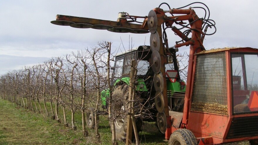 Mašinska rezidba jabuka: Redovi u voćnjaku kao "engleske živice"